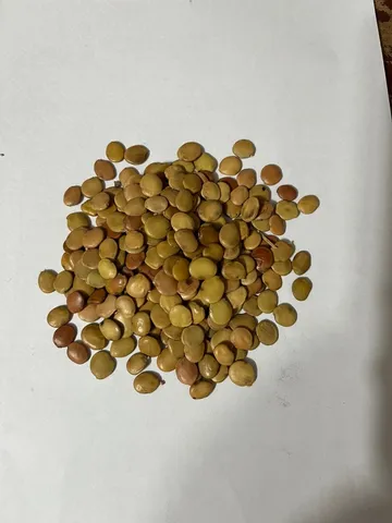 Gliricídia Sépium - 100g = Sementes 600 Sementes 