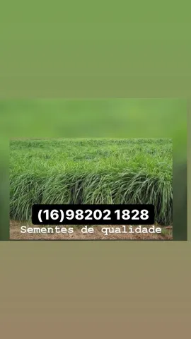 SEMENTES DE CAPIM DIRETO DA FÁBRICA 