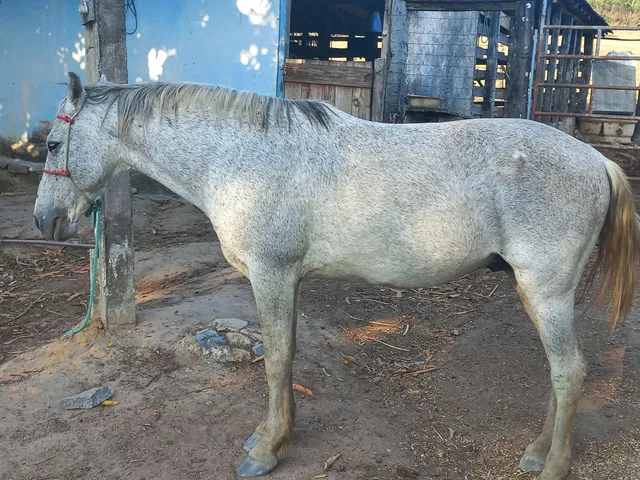 vendo ou troco por animal de tração ou bezerras um excelente cavalo pra lida de fazenda