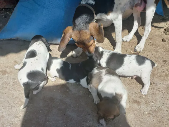 vendo filhote de cachorros americanos cassador e pra vigiar porta de fazenda 