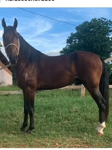 Garanhão manga larga marchador registrado 
