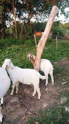 Cabras