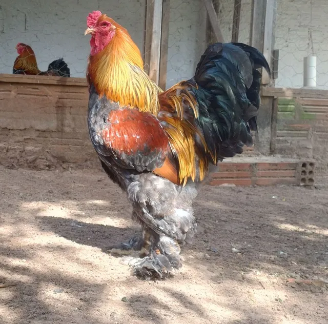 Terno Brahma perdiz azul