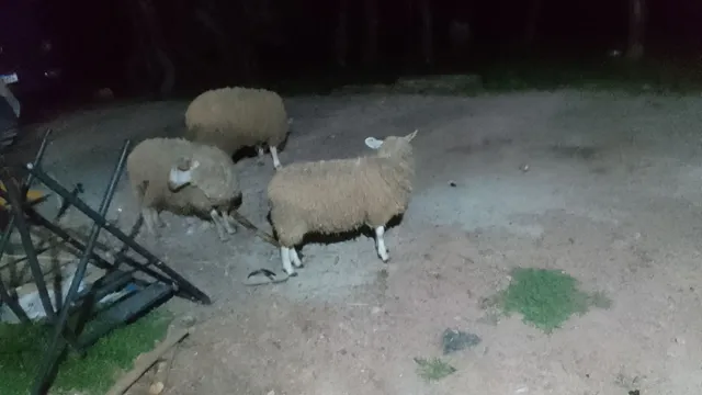 Ovelhas 