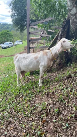 Cabrita