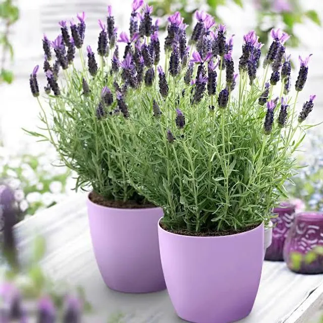 Muda de lavanda ?