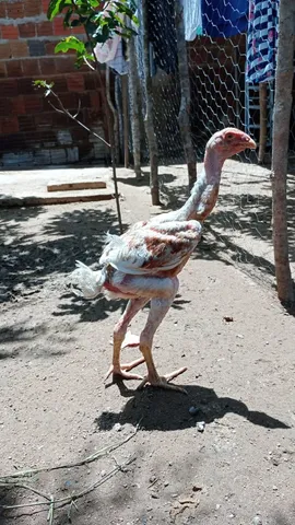 Índio gigante à venda 