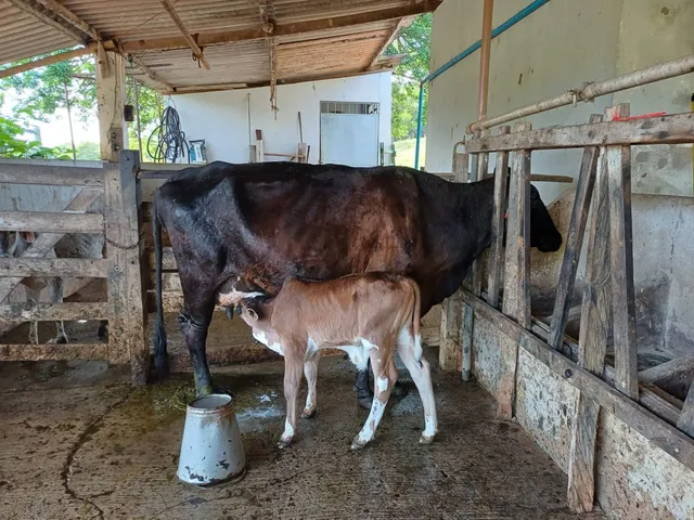 Vacas