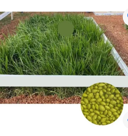 Brachiaria Hibrida Camello 2kg