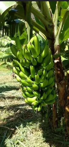 Mudas de banana 