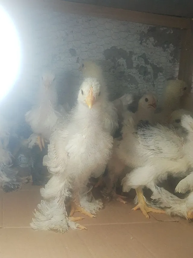 Pintinhos Brahma 
