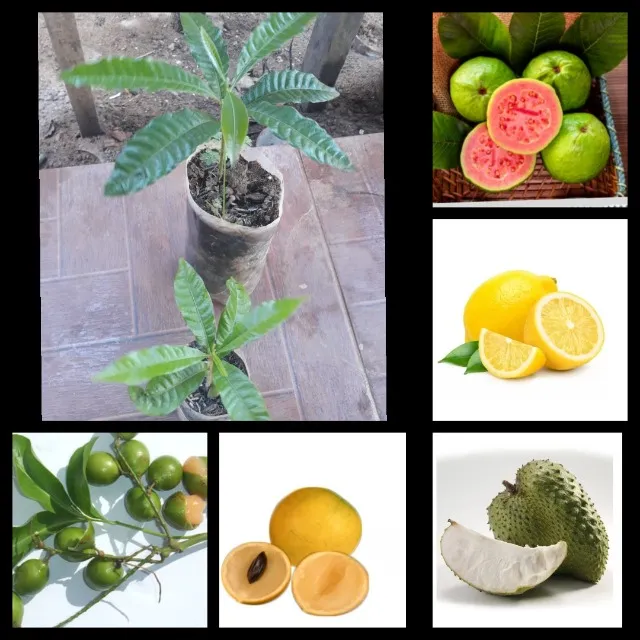 Plantas frutiferas 
