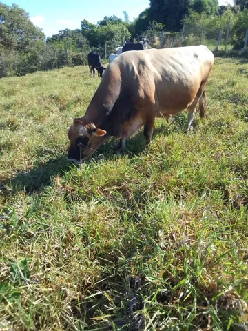 Touro Gigante Jersey Reprodutor 
