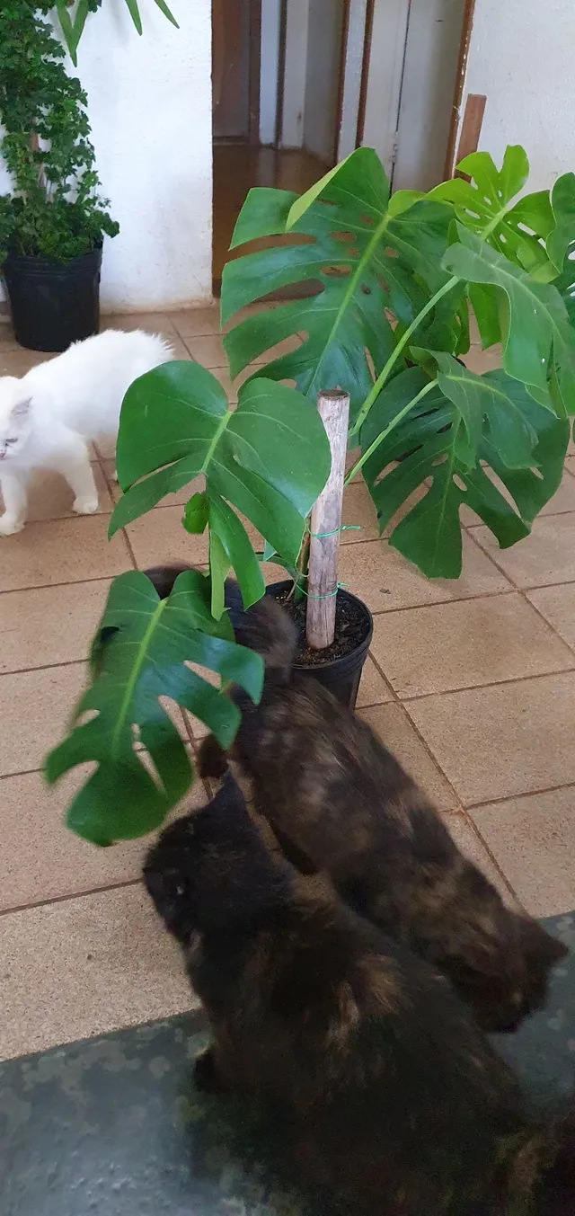 Costela de Adão (Monstera Deliciosa) 