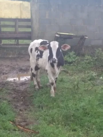 Mini boi 