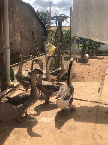 Gansos africanos