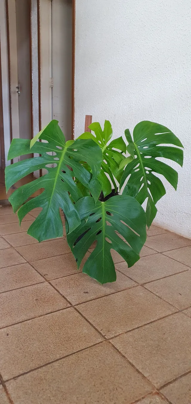 Costela de Adão (Monstera Deliciosa) 