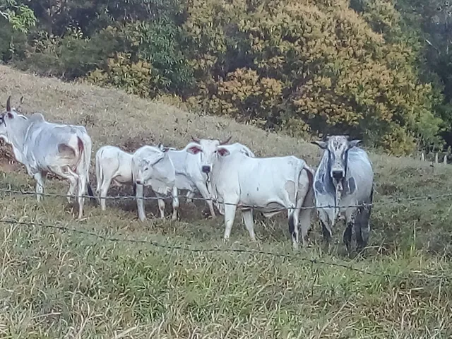 Venda de novilhas nelore