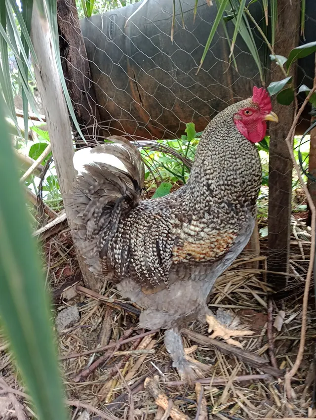 Galo brhama carijó 