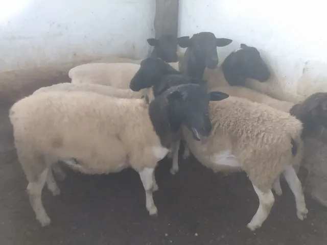 Vendo borregos e borregas Dorper 