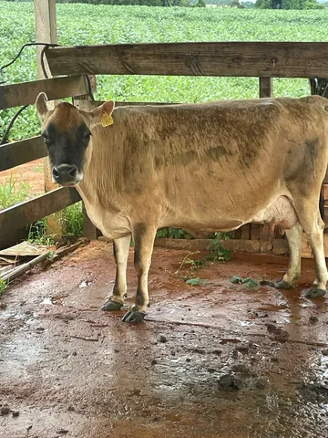 Vacas Jersey 