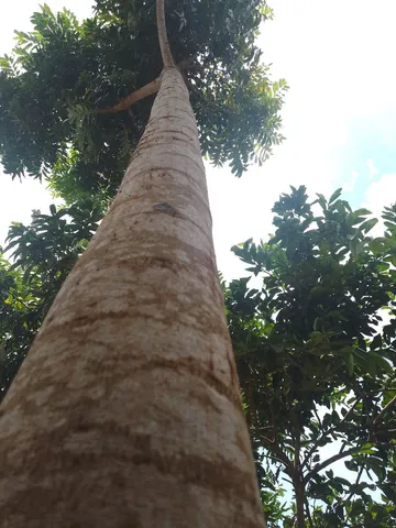 Madeira de mogno africano, Kahya senegalensis
