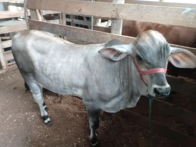 Tourinho Brahma 