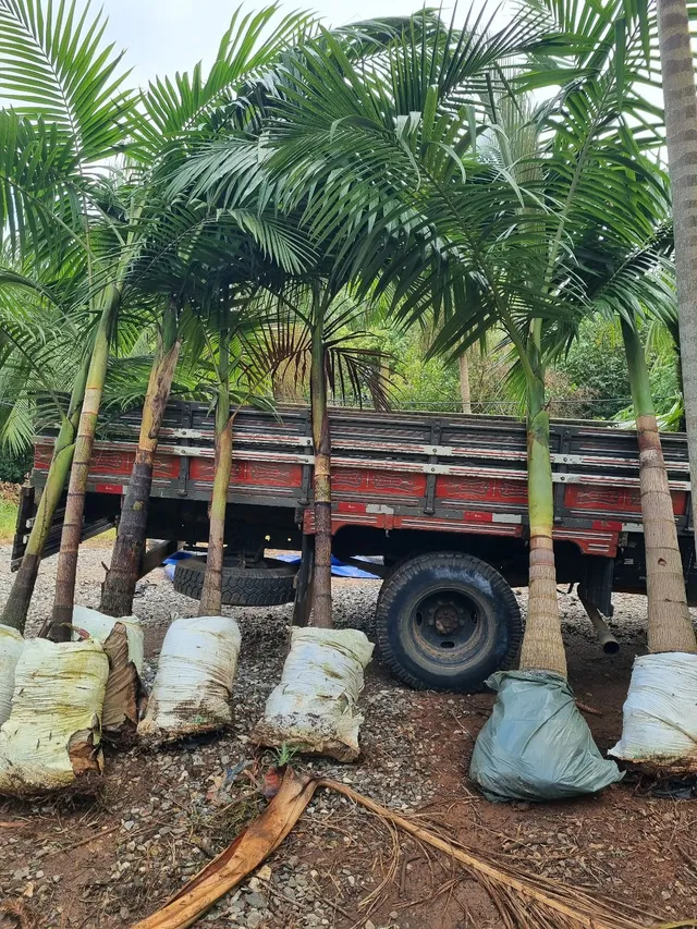 Palmeira Real 2m 