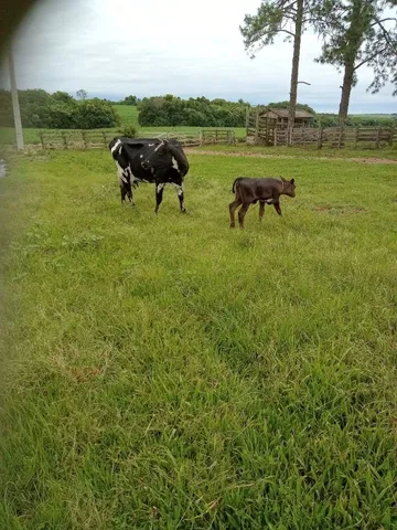 Venda de vaca com cria
