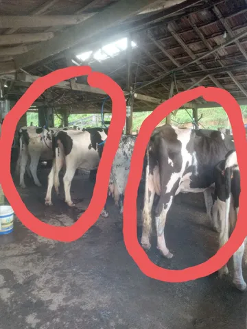 Vacas