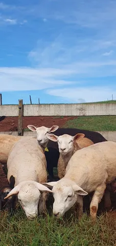 Borregos Texel e Texel Nc