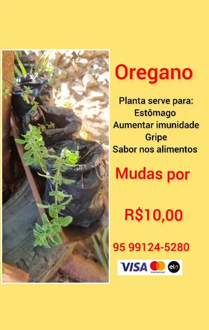 Oregano - planta 