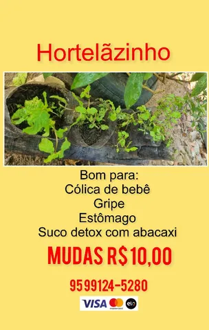 Hortelãzinho _ planta