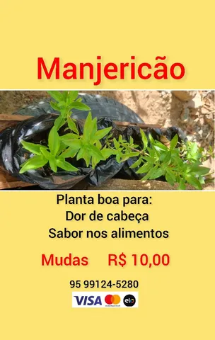 Manjericão - a planta