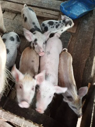 Leitões e porco gordo