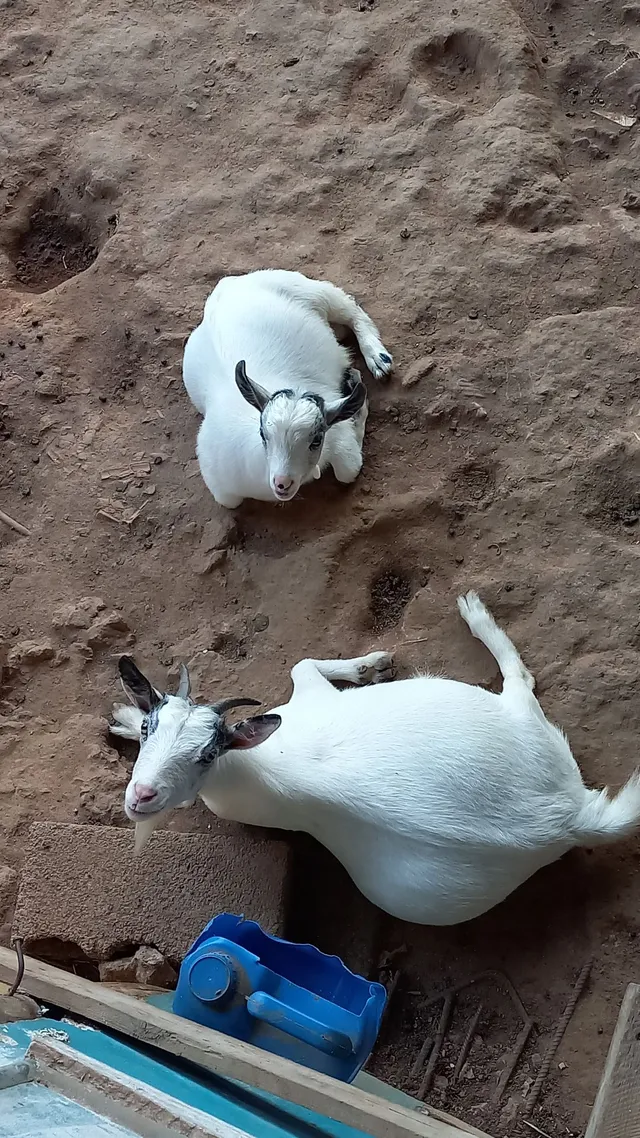 Vendo mini bodinho 