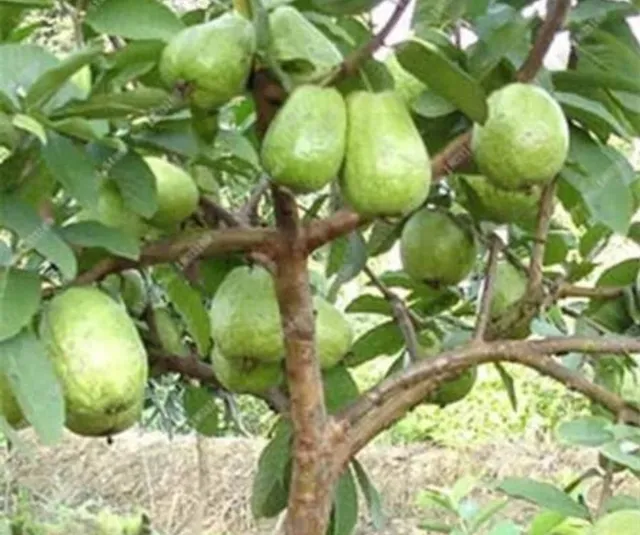 Alporquia de goiaba paluma, produz menos de 6 meses!