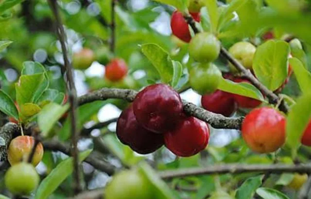 Alporquia de acerola okinawa , produz em no máximo 6 meses!