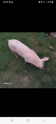 Porco 