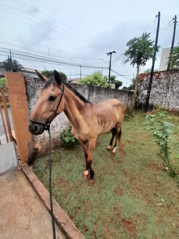 Vendo (não entrego) ou troco em algo do meu interesse egua campolina 