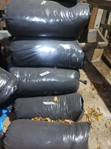 Silagem capim capiaçu