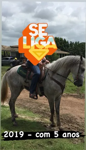 Vendo cavalo mangalarga com 9 anos