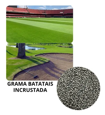 Grama Batatais - 5 Kg De Sementes Incrustadas