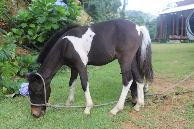Mini pônei macho 2 anos