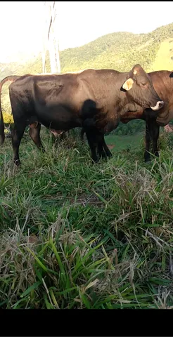 Vendo garrote 