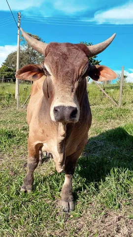 Chama que dá negócio 