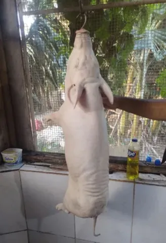 Leitoa para festa