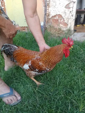 Galo