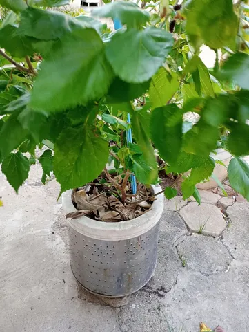 Amora no vaso frutificando