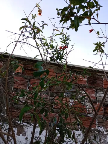 Romã frutificando no vaso